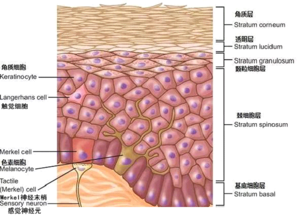 孚美达乳膏是如何淡化皮肤色素的？